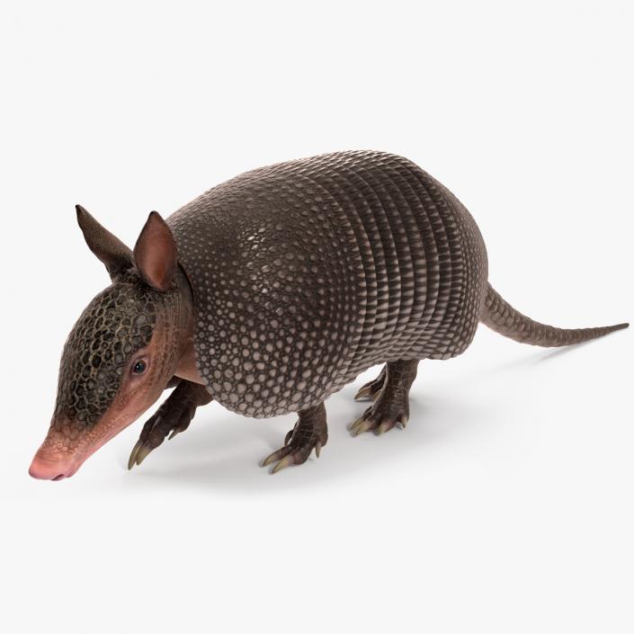 3D Armadillo Black Rigged for Maya 2 model