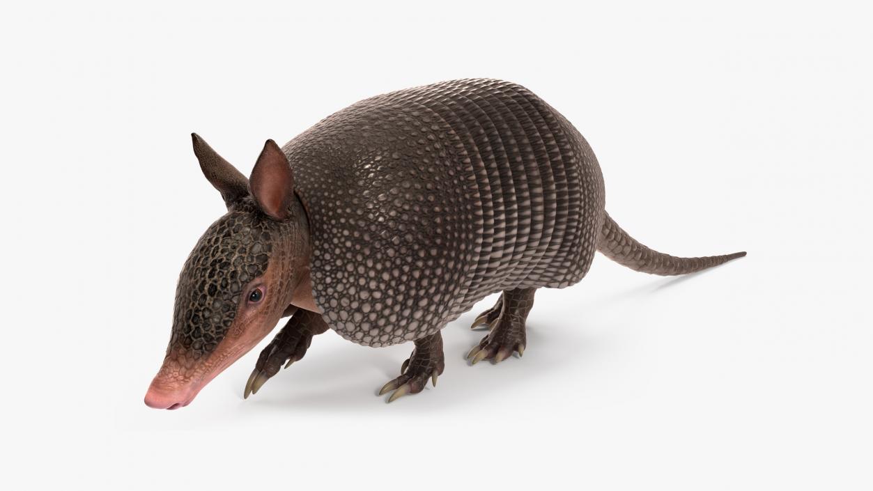 3D Armadillo Black Rigged for Maya 2 model