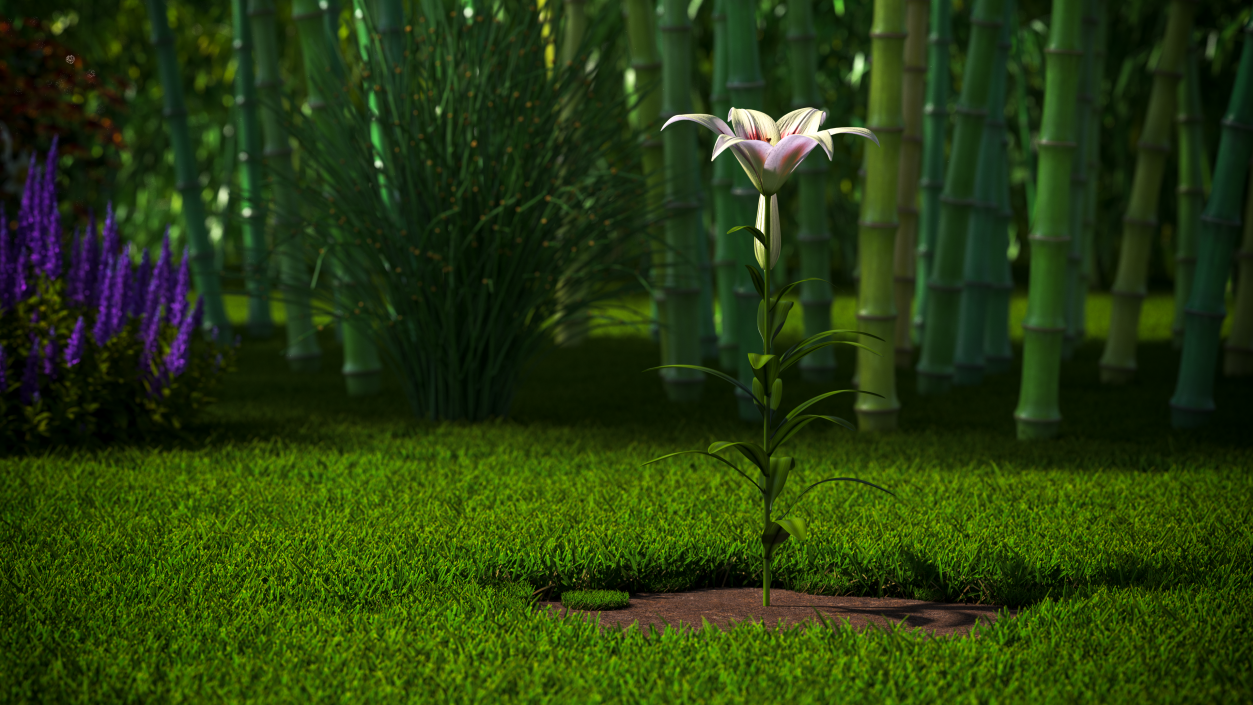 Realistic Lily Flower Plant 3D