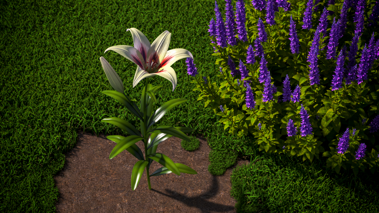 Realistic Lily Flower Plant 3D