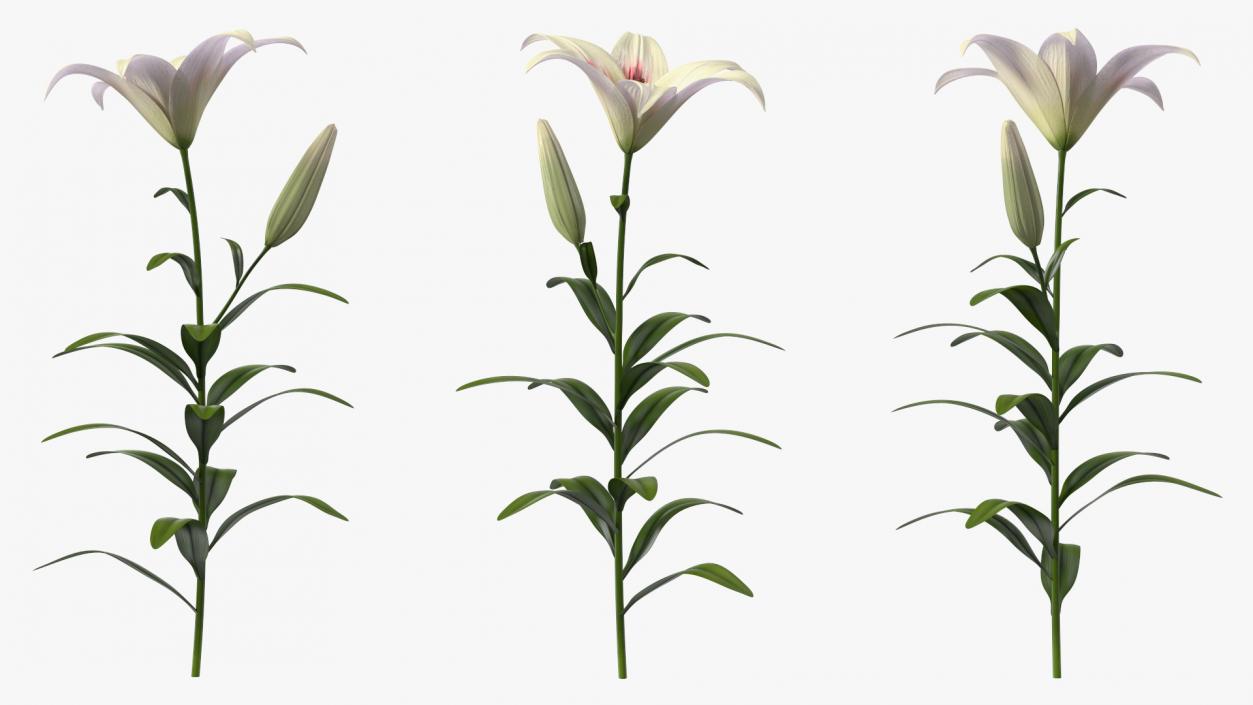 Realistic Lily Flower Plant 3D