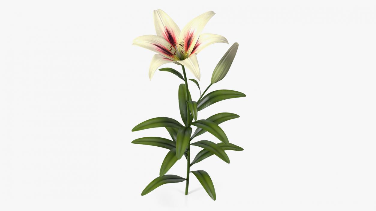 Realistic Lily Flower Plant 3D