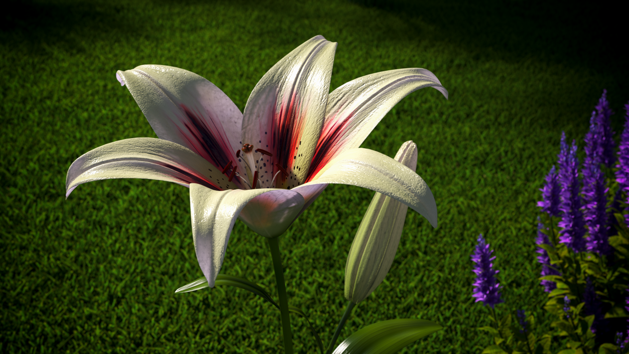 Realistic Lily Flower Plant 3D