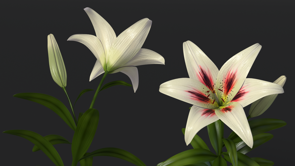 Realistic Lily Flower Plant 3D