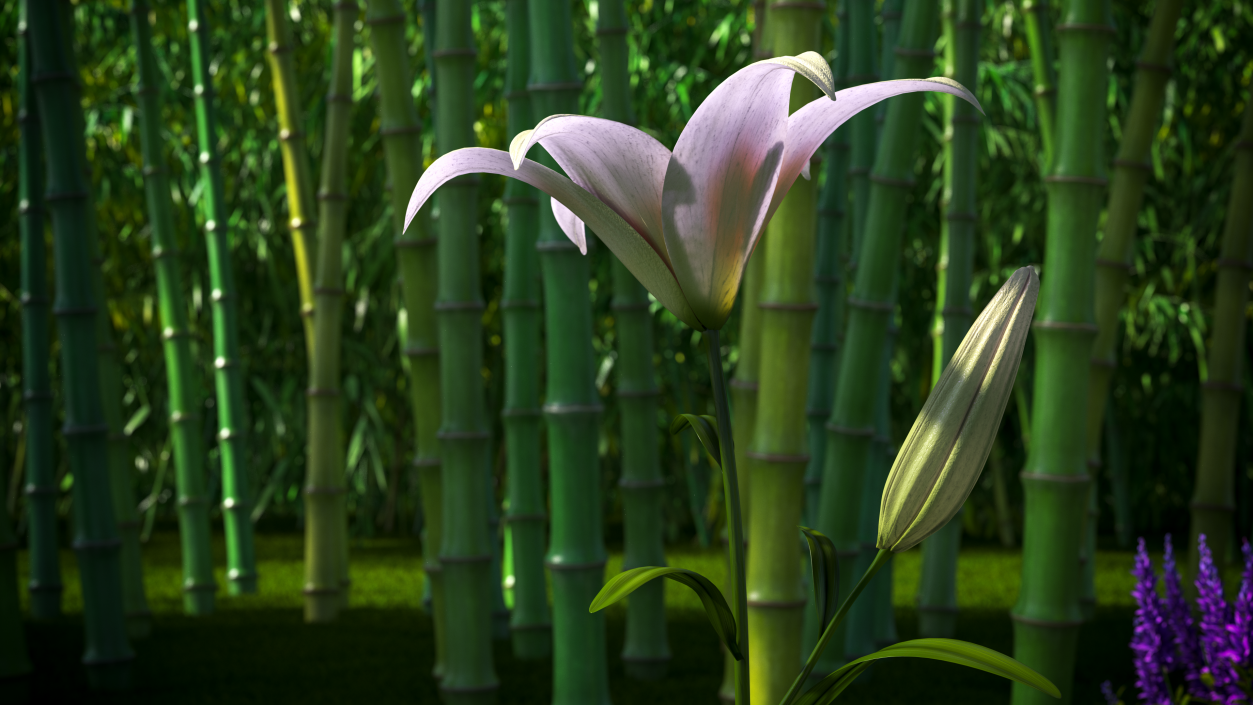 Realistic Lily Flower Plant 3D