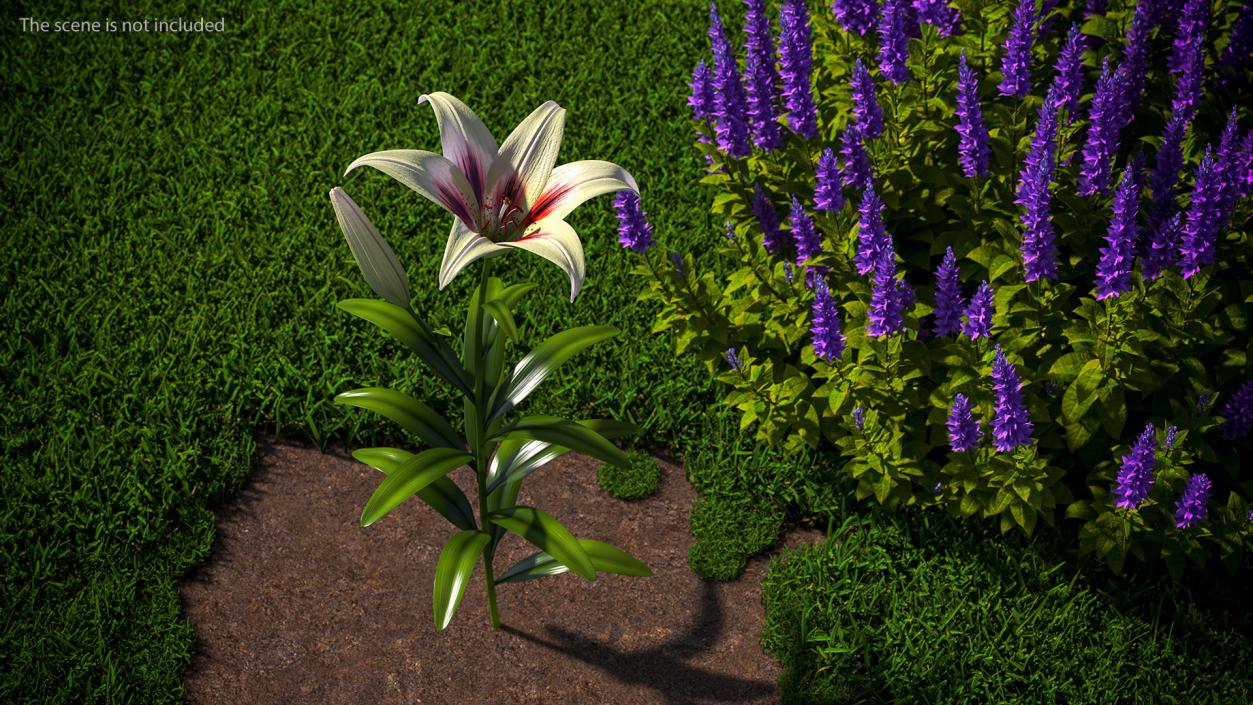 Realistic Lily Flower Plant 3D