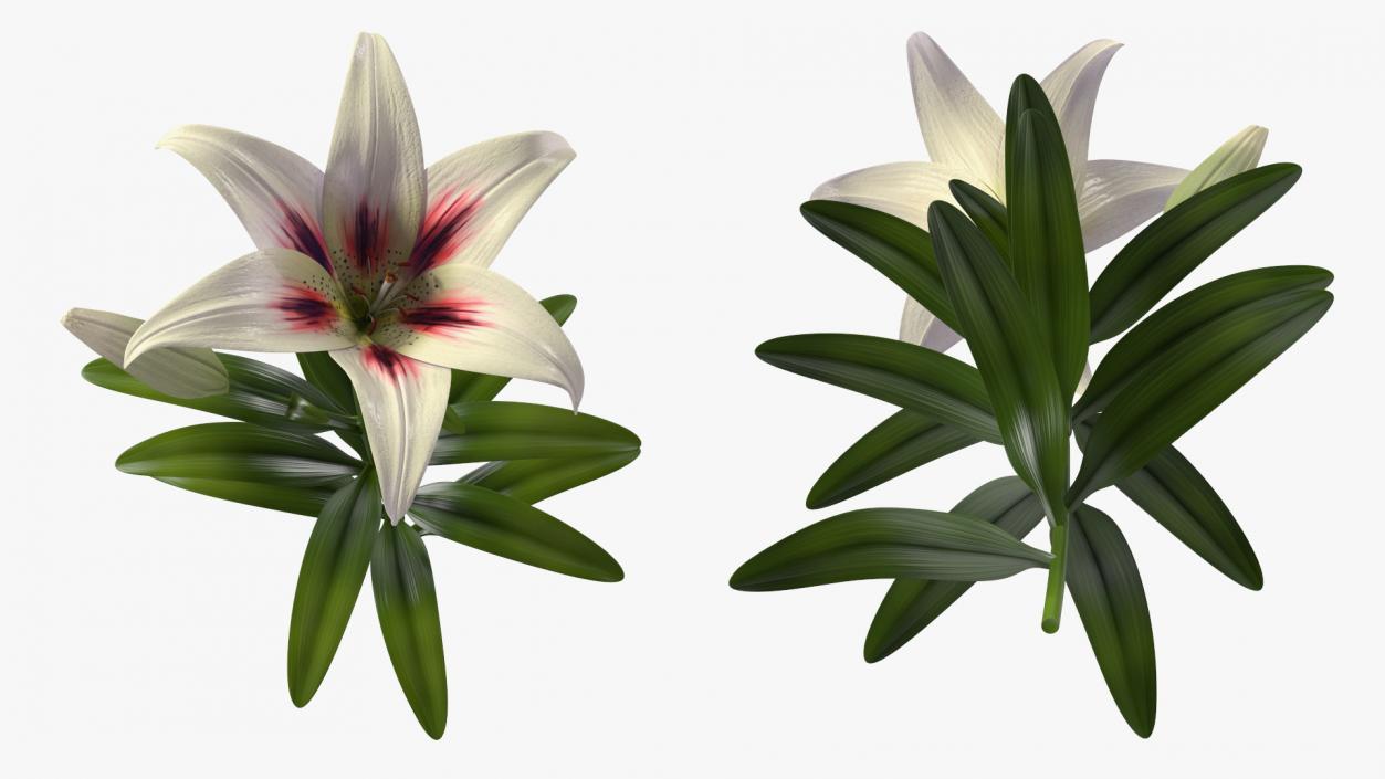 Realistic Lily Flower Plant 3D