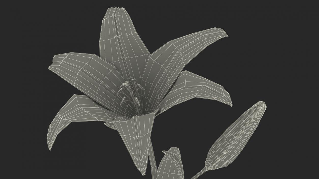 Realistic Lily Flower Plant 3D