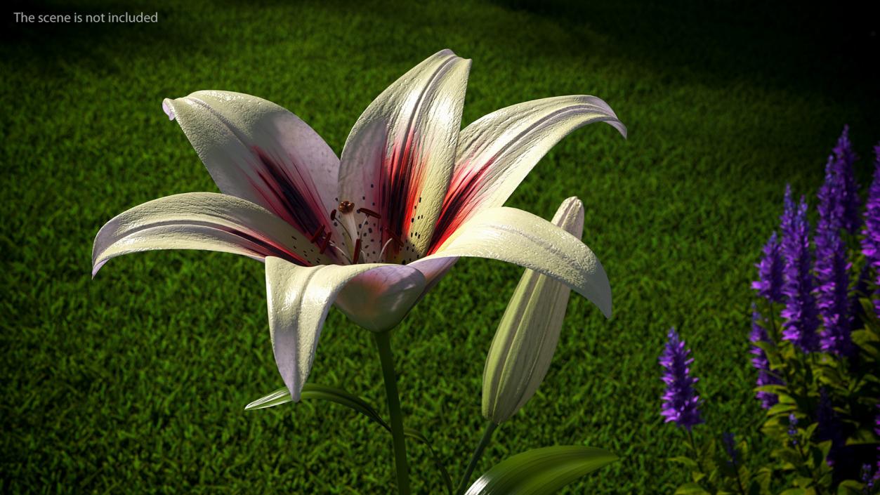 Realistic Lily Flower Plant 3D