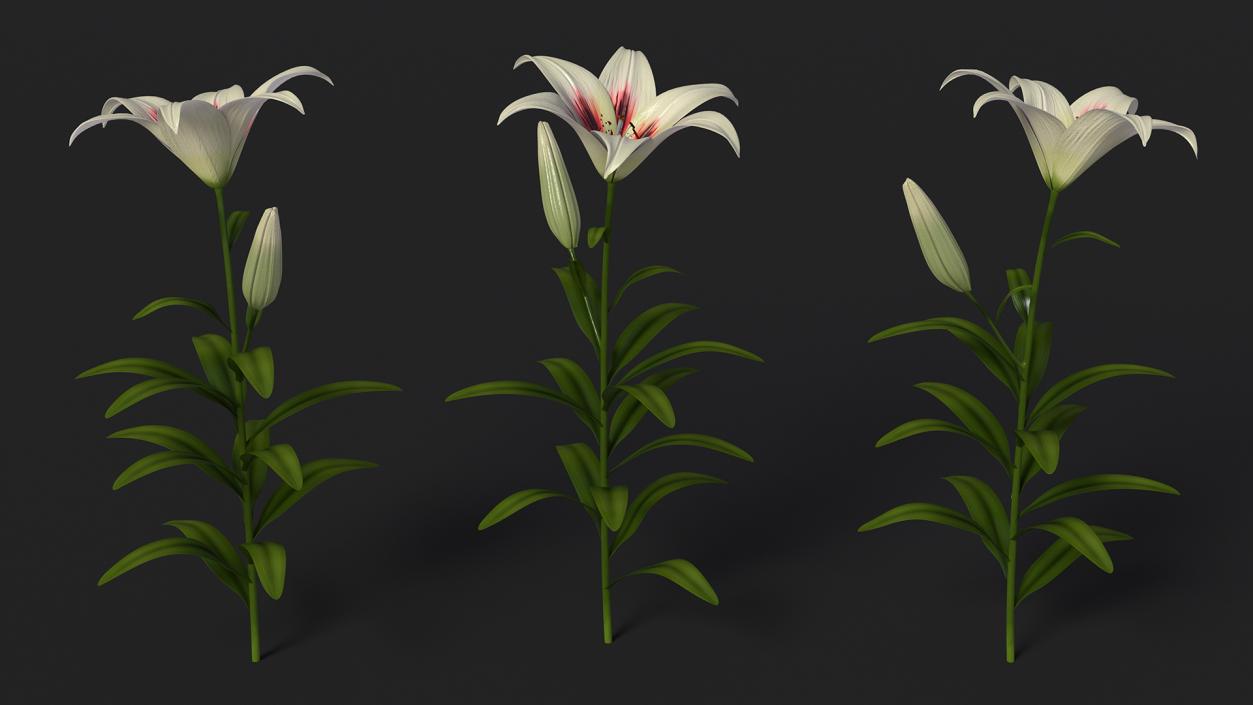 Realistic Lily Flower Plant 3D