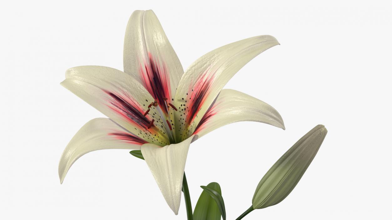 Realistic Lily Flower Plant 3D