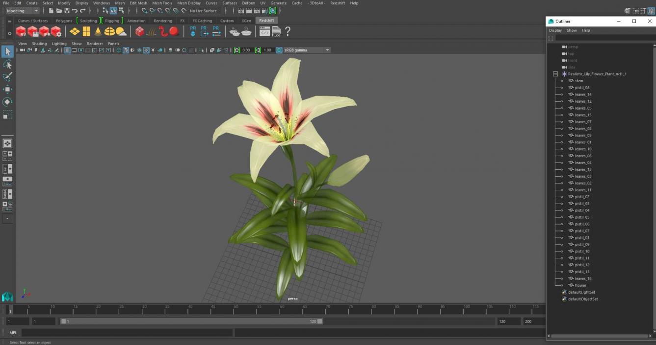 Realistic Lily Flower Plant 3D