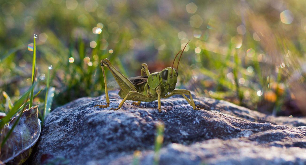 3D Grasshopper