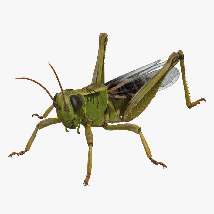 3D Grasshopper