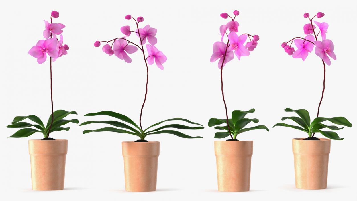 3D model Clay Pot with Pink Orchid