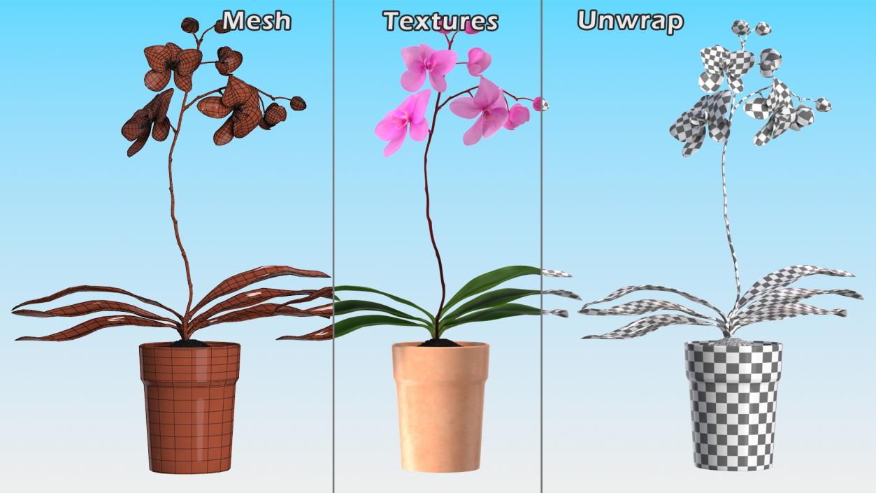 3D model Clay Pot with Pink Orchid