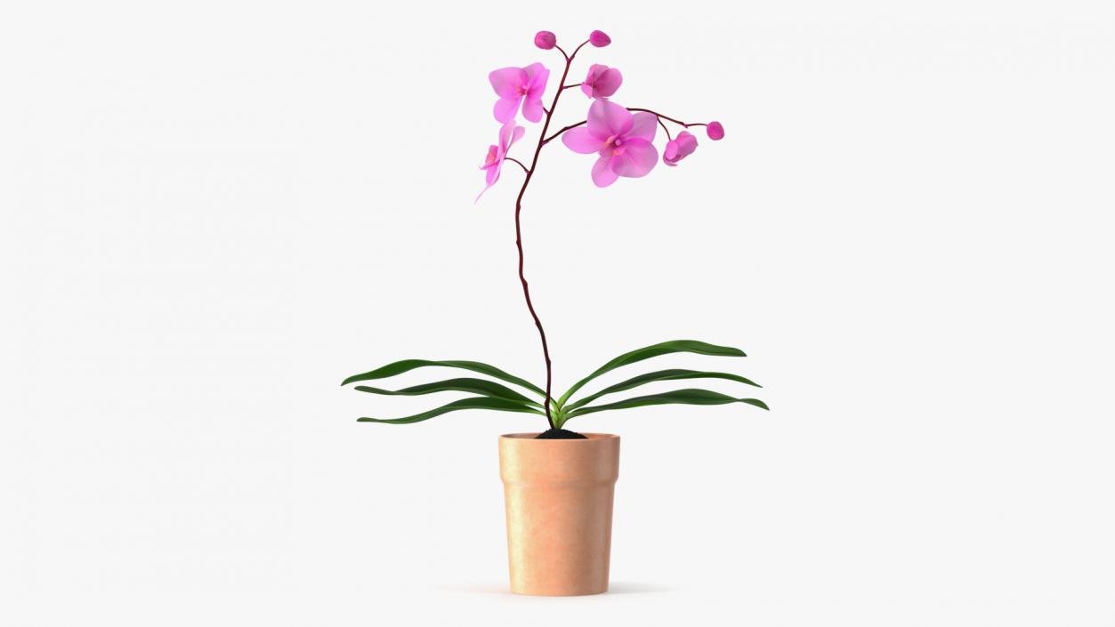 3D model Clay Pot with Pink Orchid