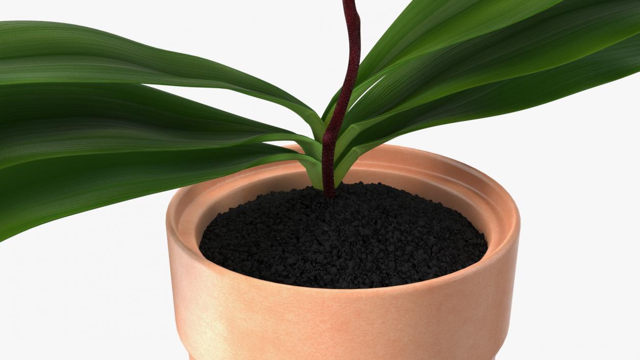 3D model Clay Pot with Pink Orchid