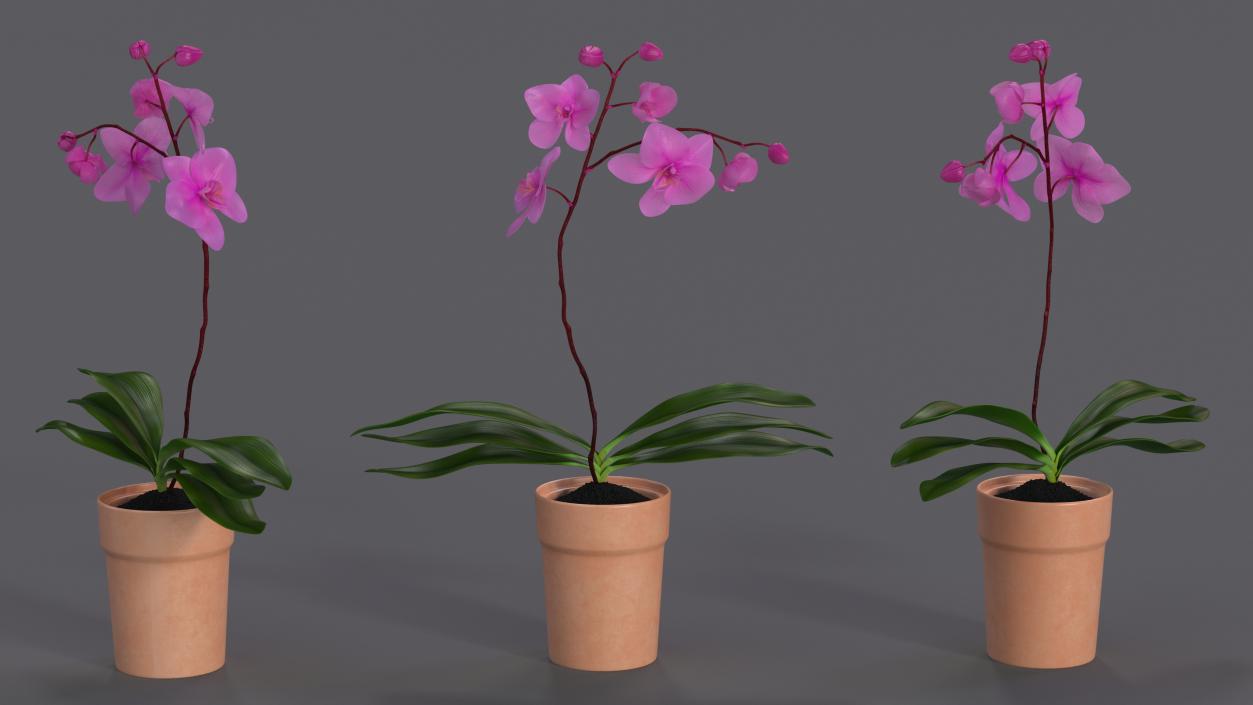 3D model Clay Pot with Pink Orchid