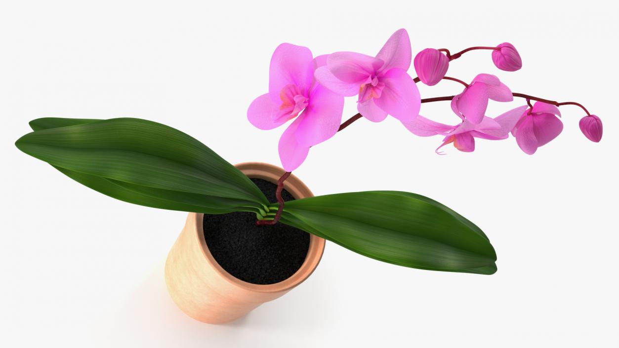 3D model Clay Pot with Pink Orchid