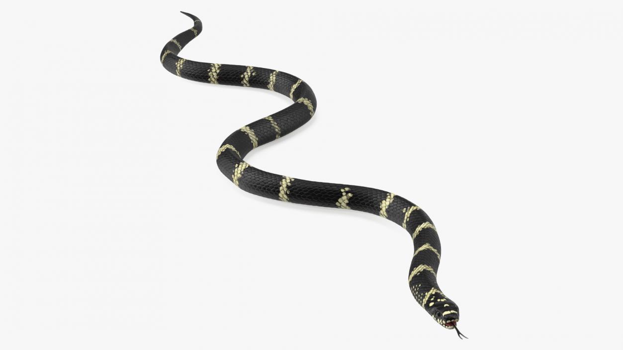 3D Eastern Kingsnake Rigged for Cinema 4D model