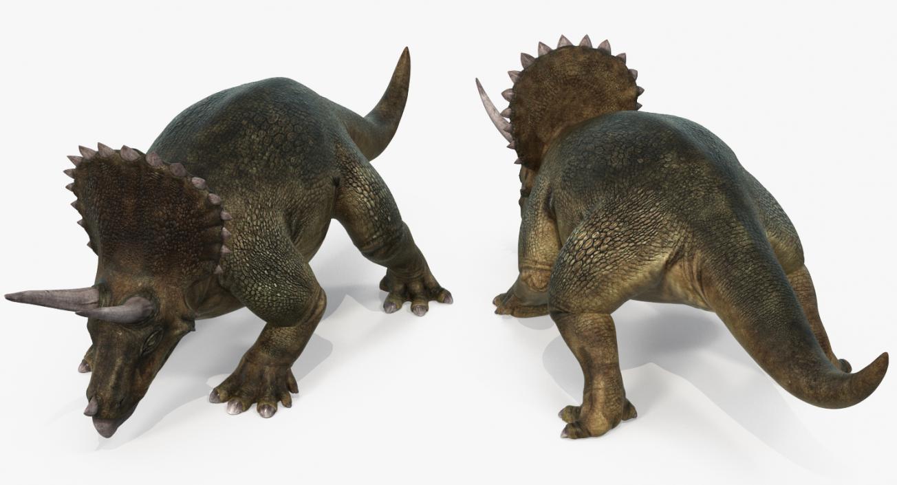 Triceratops Walking Pose 3D model