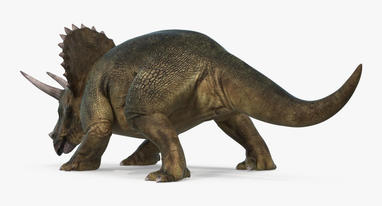 Triceratops Walking Pose 3D model