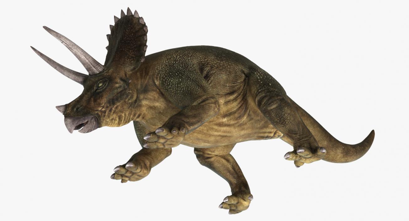 Triceratops Walking Pose 3D model