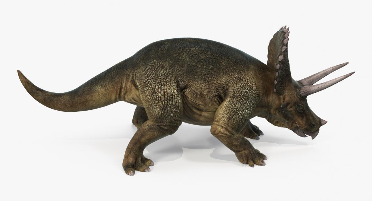 Triceratops Walking Pose 3D model