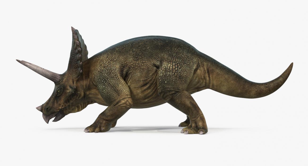 Triceratops Walking Pose 3D model