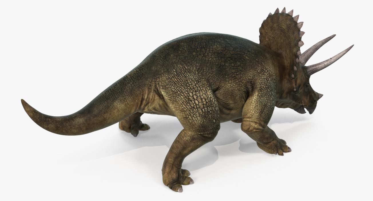 Triceratops Walking Pose 3D model