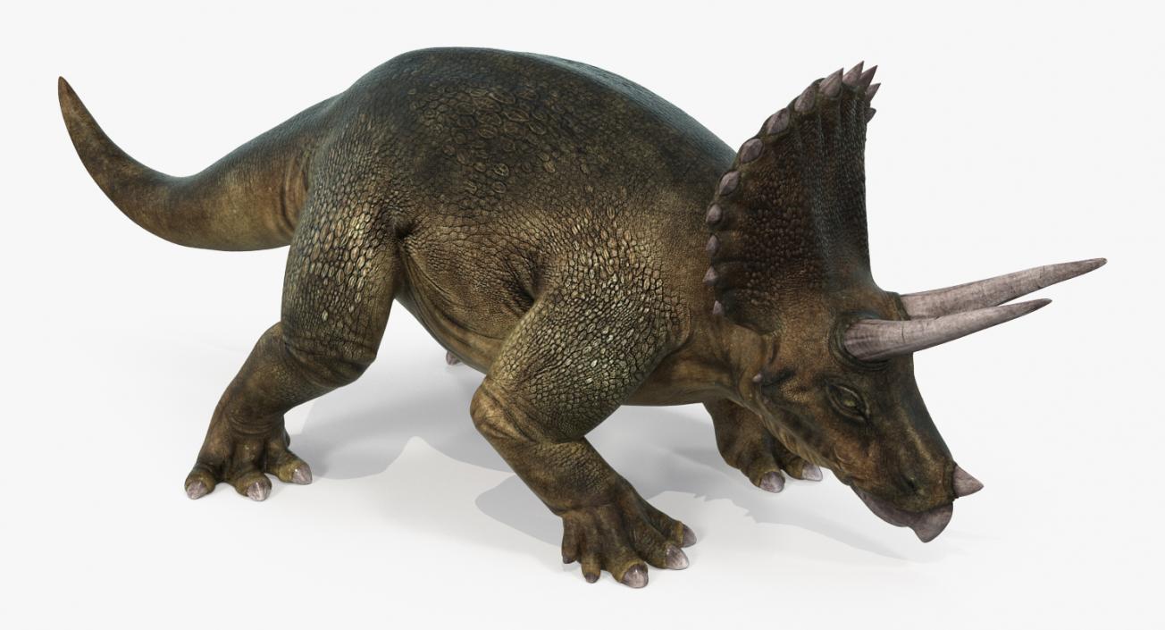 Triceratops Walking Pose 3D model