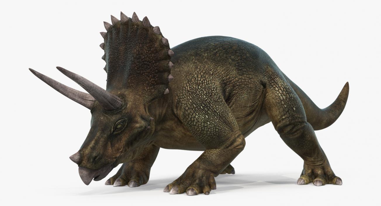 Triceratops Walking Pose 3D model