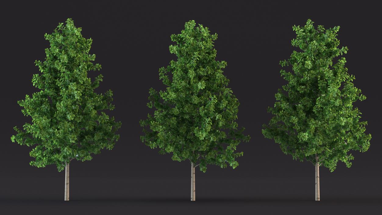 Realistic Young Poplar Tree 3D