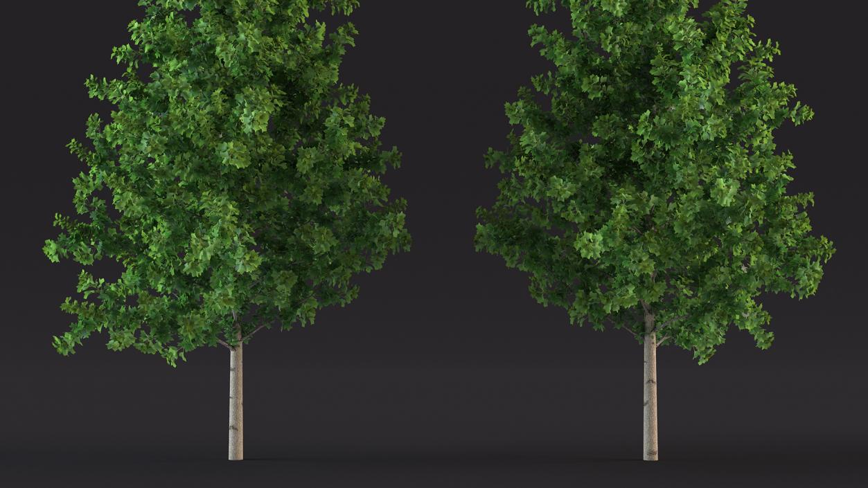 Realistic Young Poplar Tree 3D