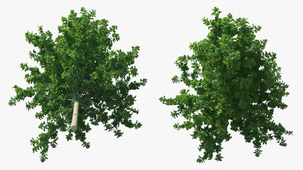 Realistic Young Poplar Tree 3D