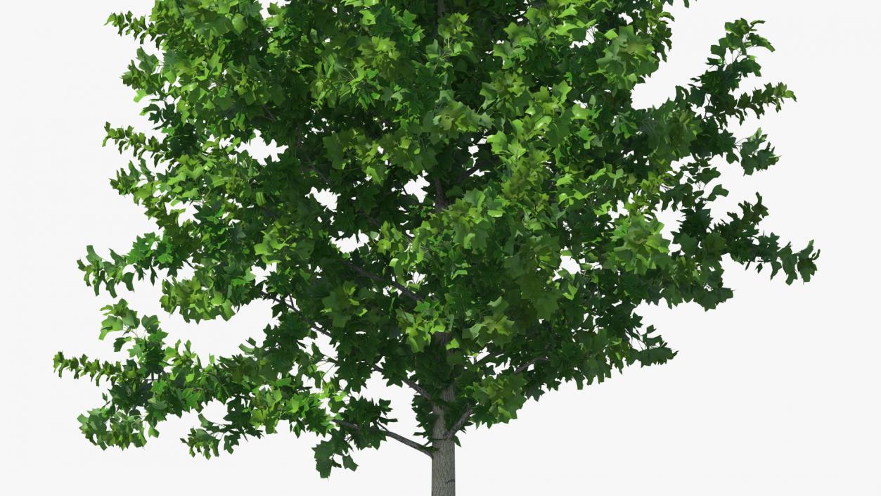 Realistic Young Poplar Tree 3D