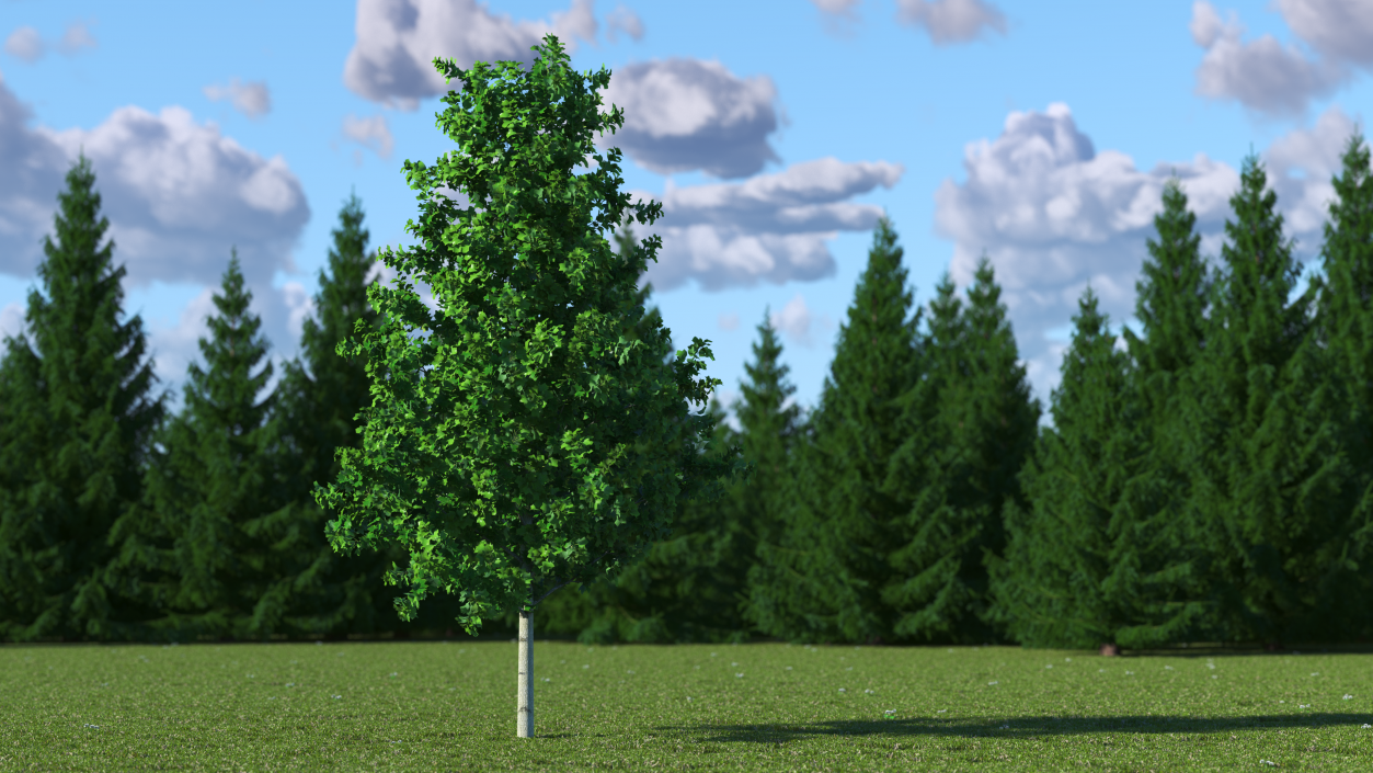 Realistic Young Poplar Tree 3D