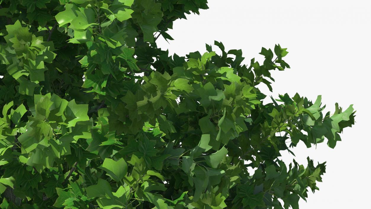 Realistic Young Poplar Tree 3D