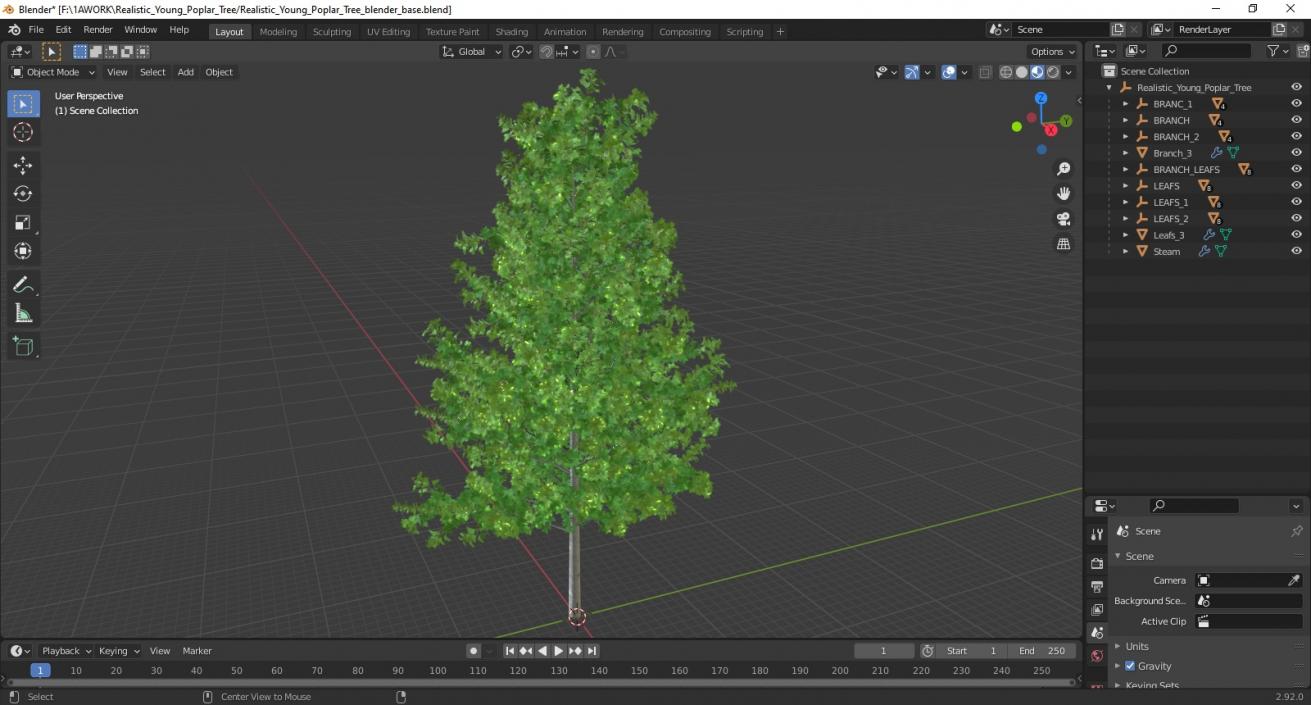 Realistic Young Poplar Tree 3D