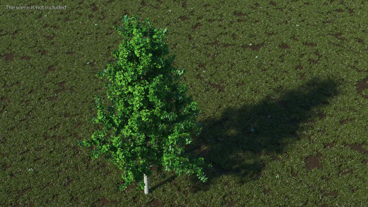 Realistic Young Poplar Tree 3D