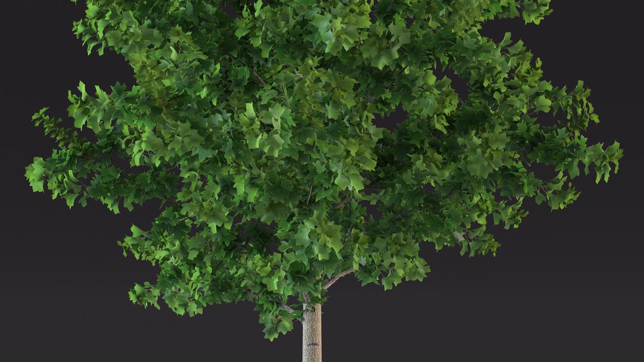 Realistic Young Poplar Tree 3D