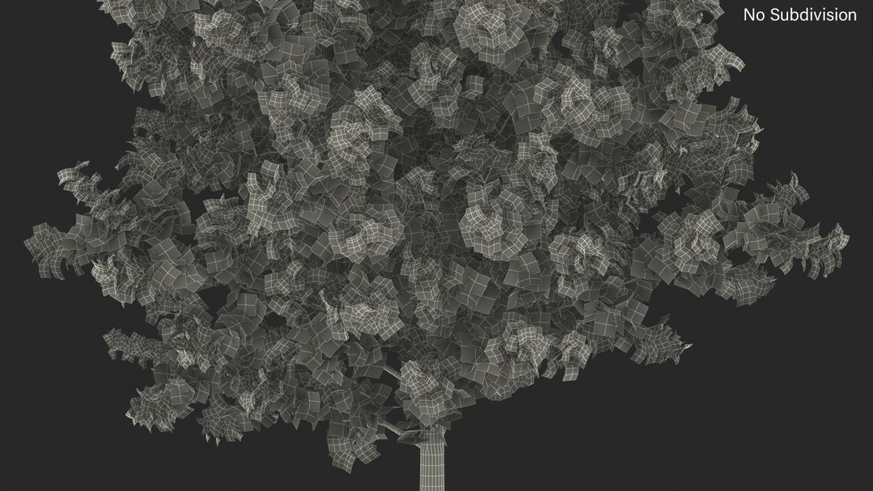 Realistic Young Poplar Tree 3D