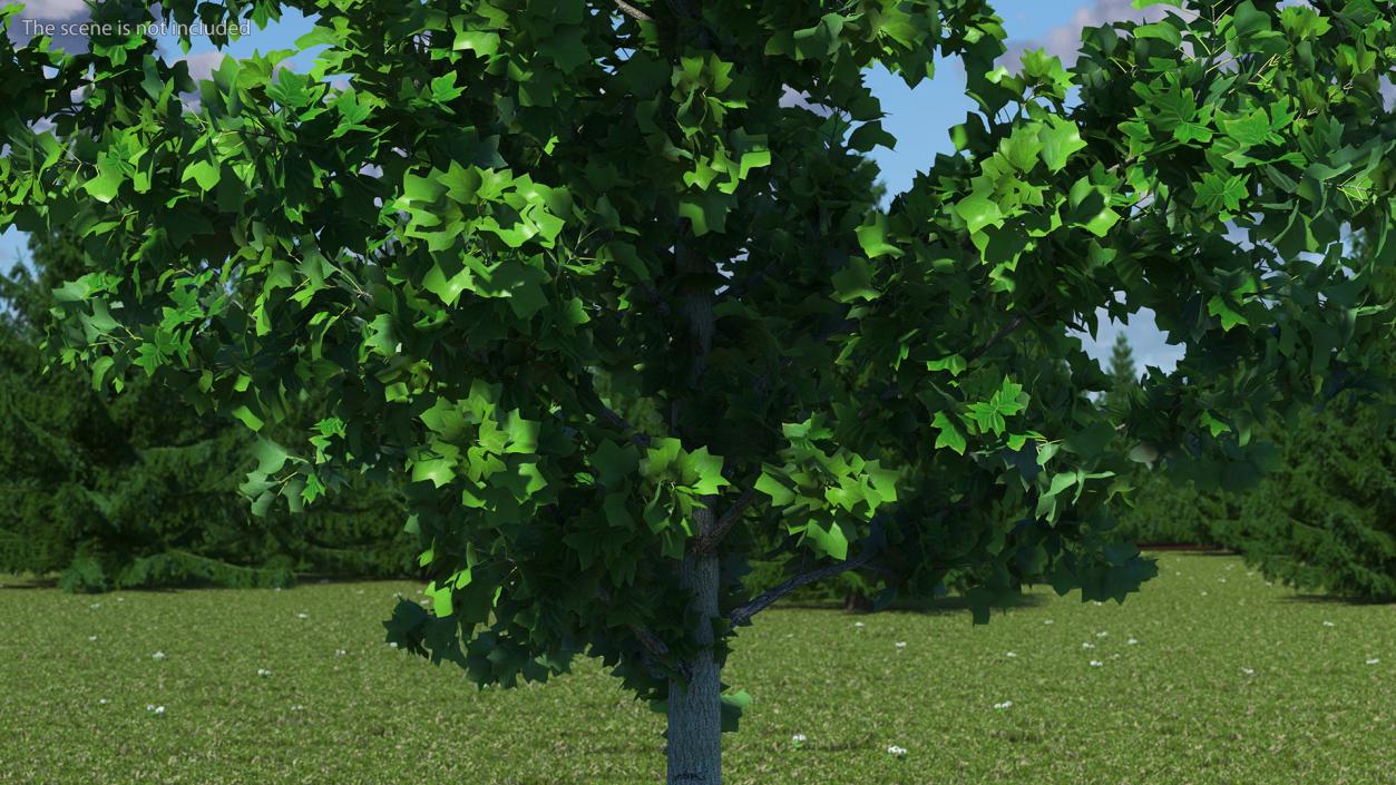 Realistic Young Poplar Tree 3D