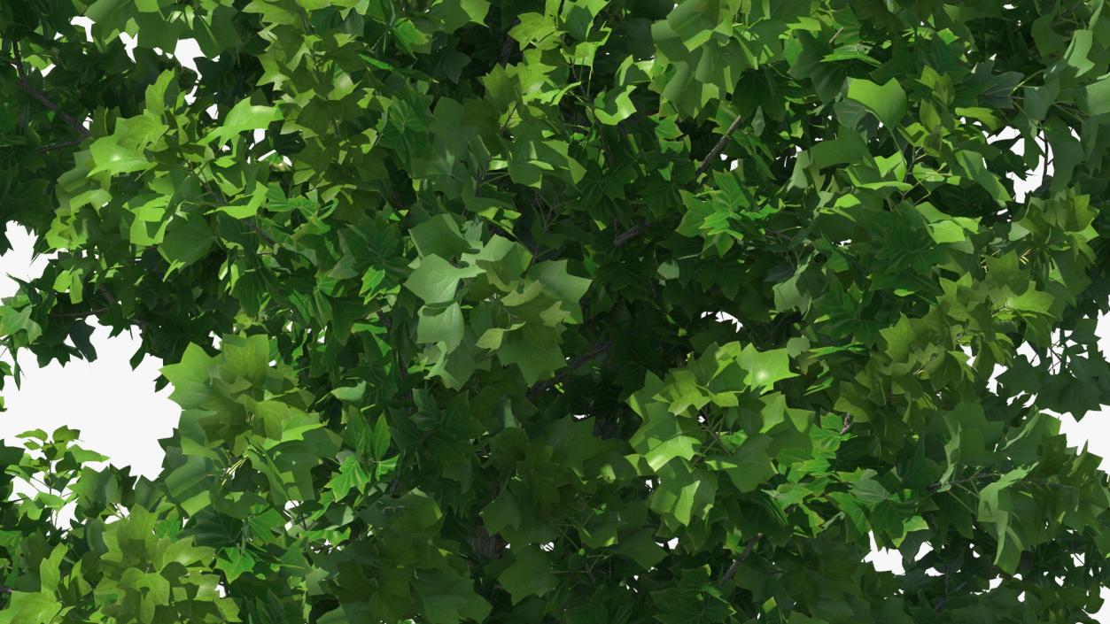 Realistic Young Poplar Tree 3D