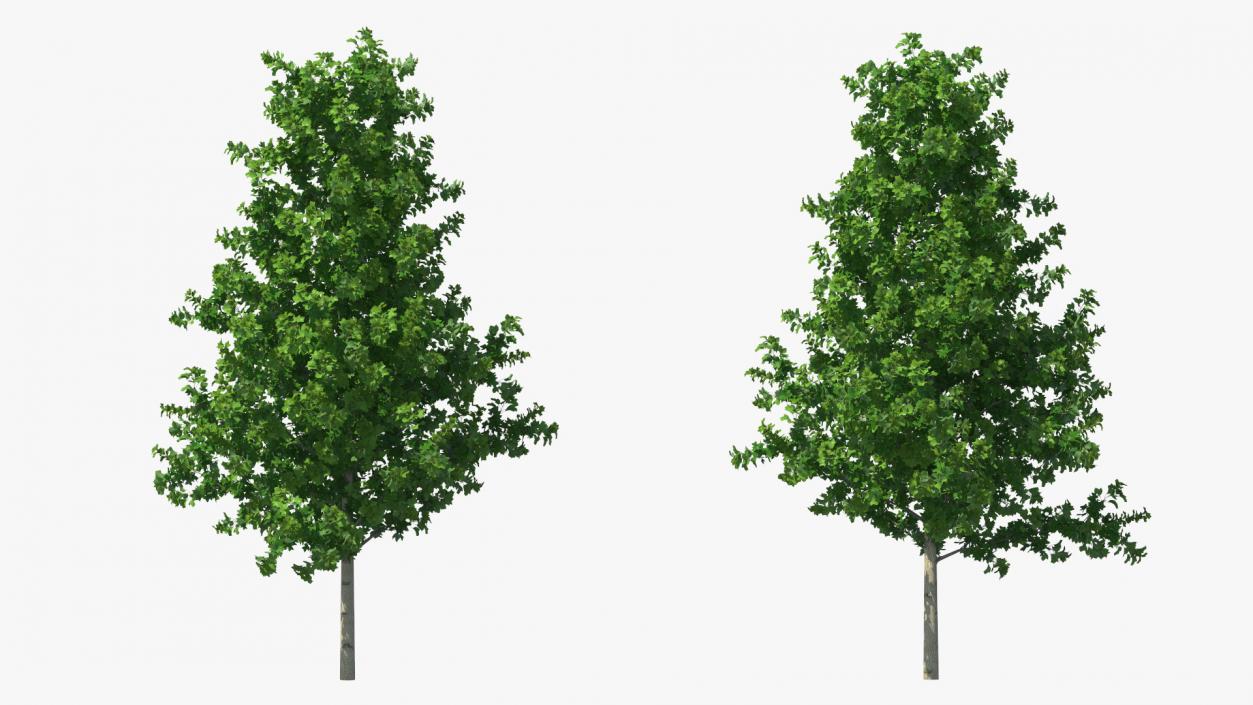 Realistic Young Poplar Tree 3D