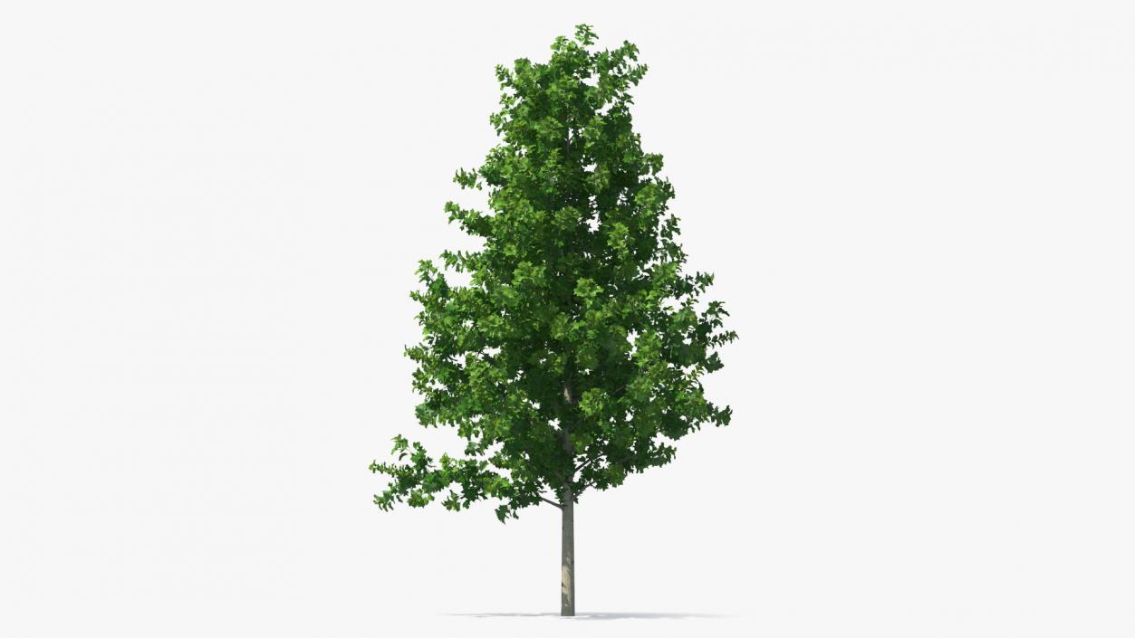 Realistic Young Poplar Tree 3D