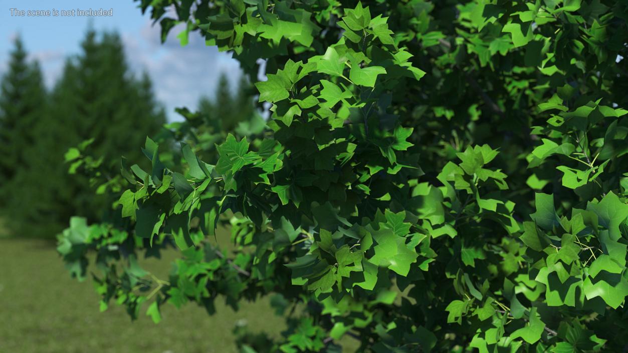 Realistic Young Poplar Tree 3D