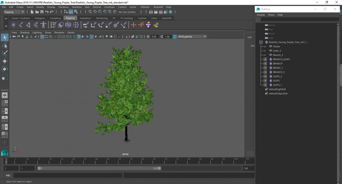 Realistic Young Poplar Tree 3D