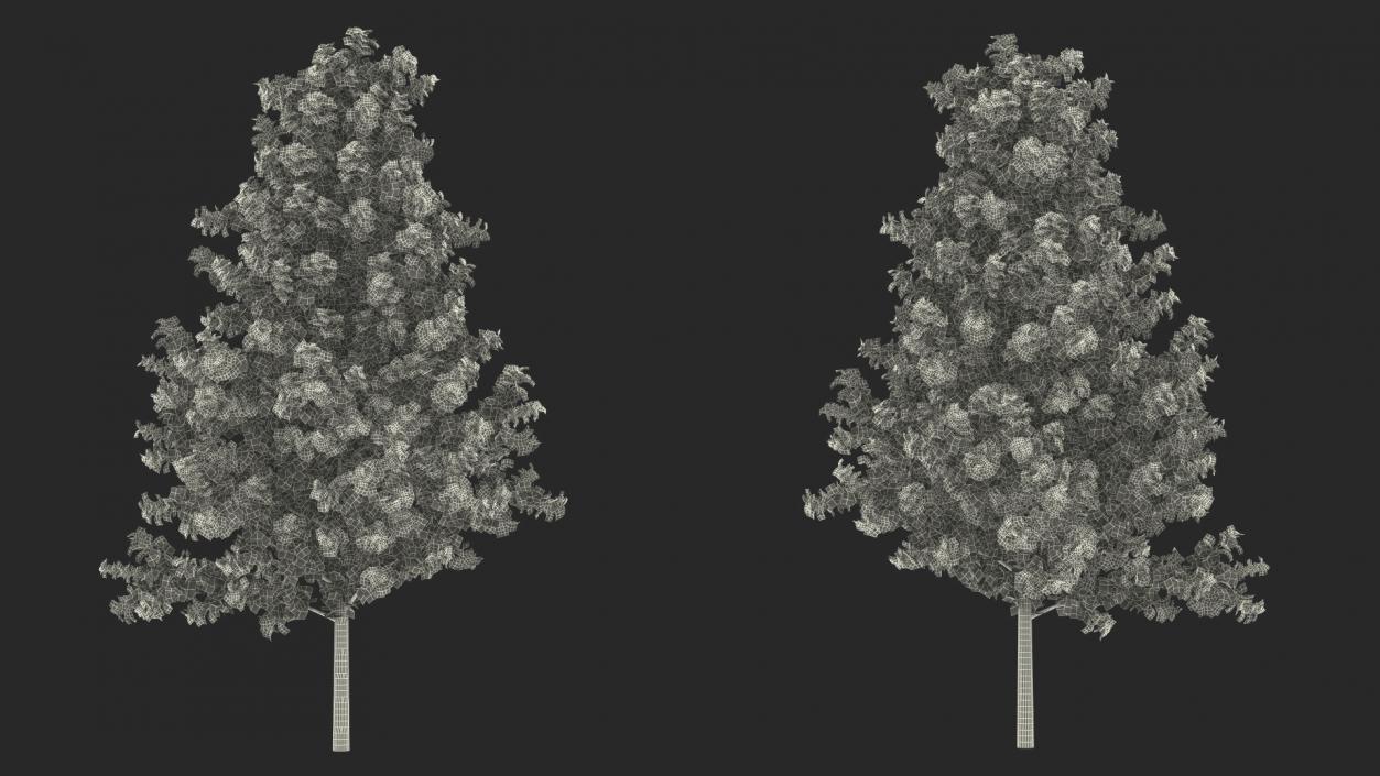 Realistic Young Poplar Tree 3D